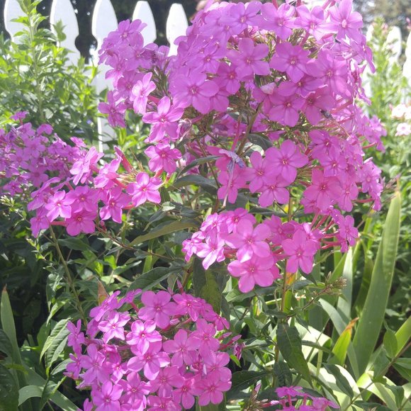 Meet your Posher, Sarah - Picture 1 of 1